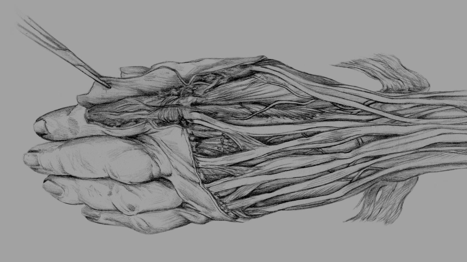 Drawing of a hand showing the underlying anatomy.