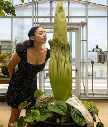 A woman appears to sniff a corpse flower