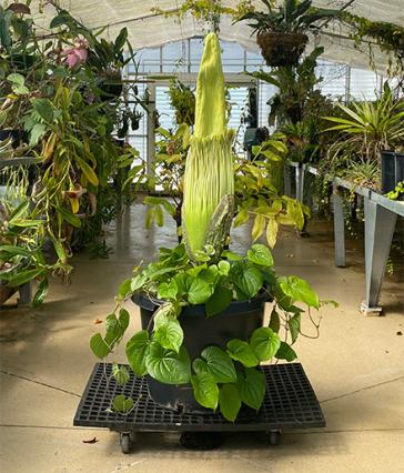 Phil the corpse flower