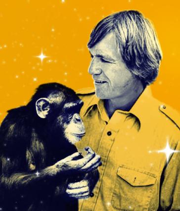 Yellow graphic featuring a man with a chimpanzee