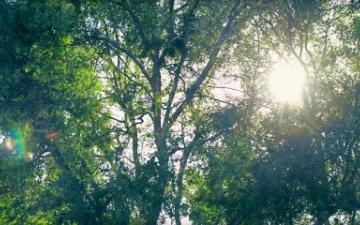 CSULB Trees - More Than a University Video