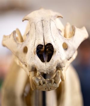 An animal skull in the Mammal Lab at CSULB An animal skull in the Mammal Lab at CSULB