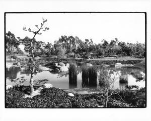 Old black and white photo of the EBM Japanese Garden from 1980.