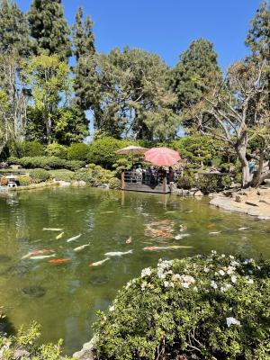 Group of koi fish swimming in the pond together. In the dist