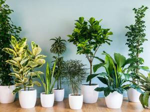 indoor plants