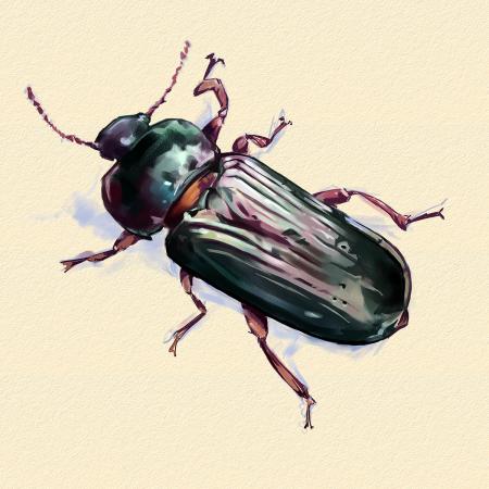 darkling beetle