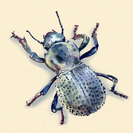 desert ironclad beetle