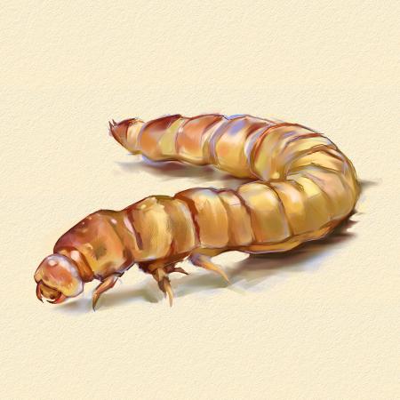 mealworm