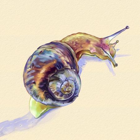 garden snail