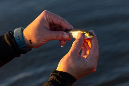 A closeup shot of a small fish being held