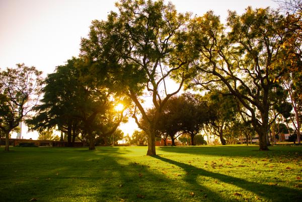 Photo of trees on campus
