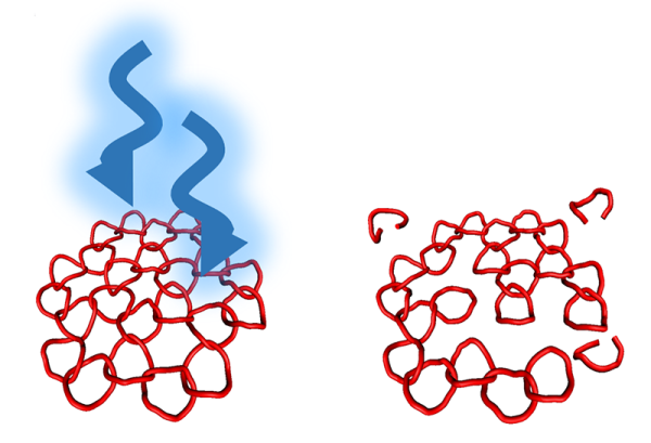 kinetoplast links breaking after being exposed to intense light