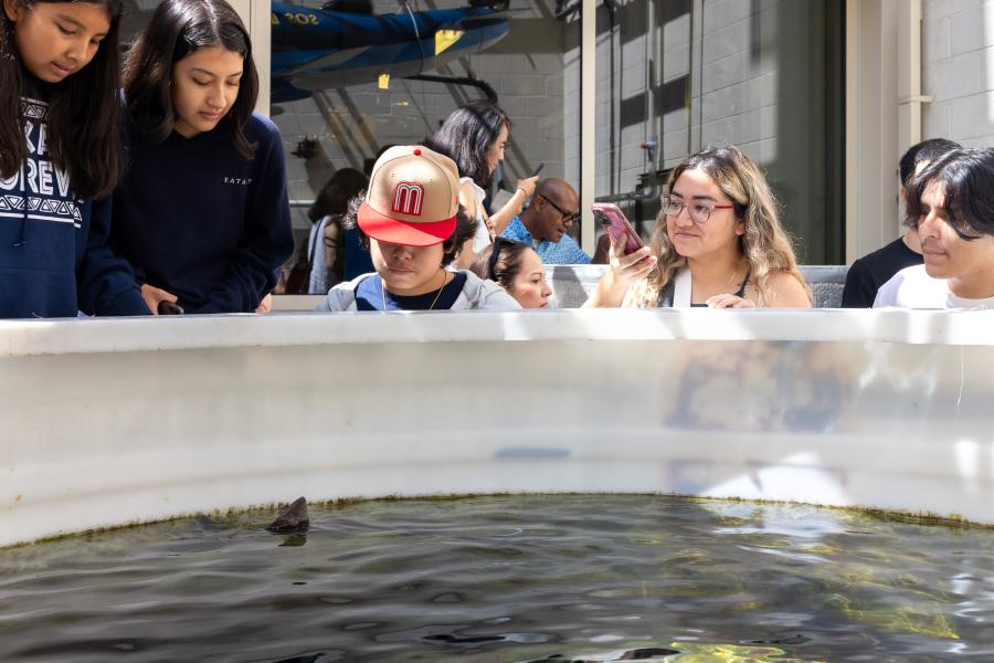 Members of the public look into a tank in the Shark Lab where the fin of a shark can be seen sticking out of the water