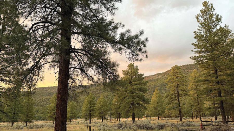 Pines near Mt. Trumbull dig site