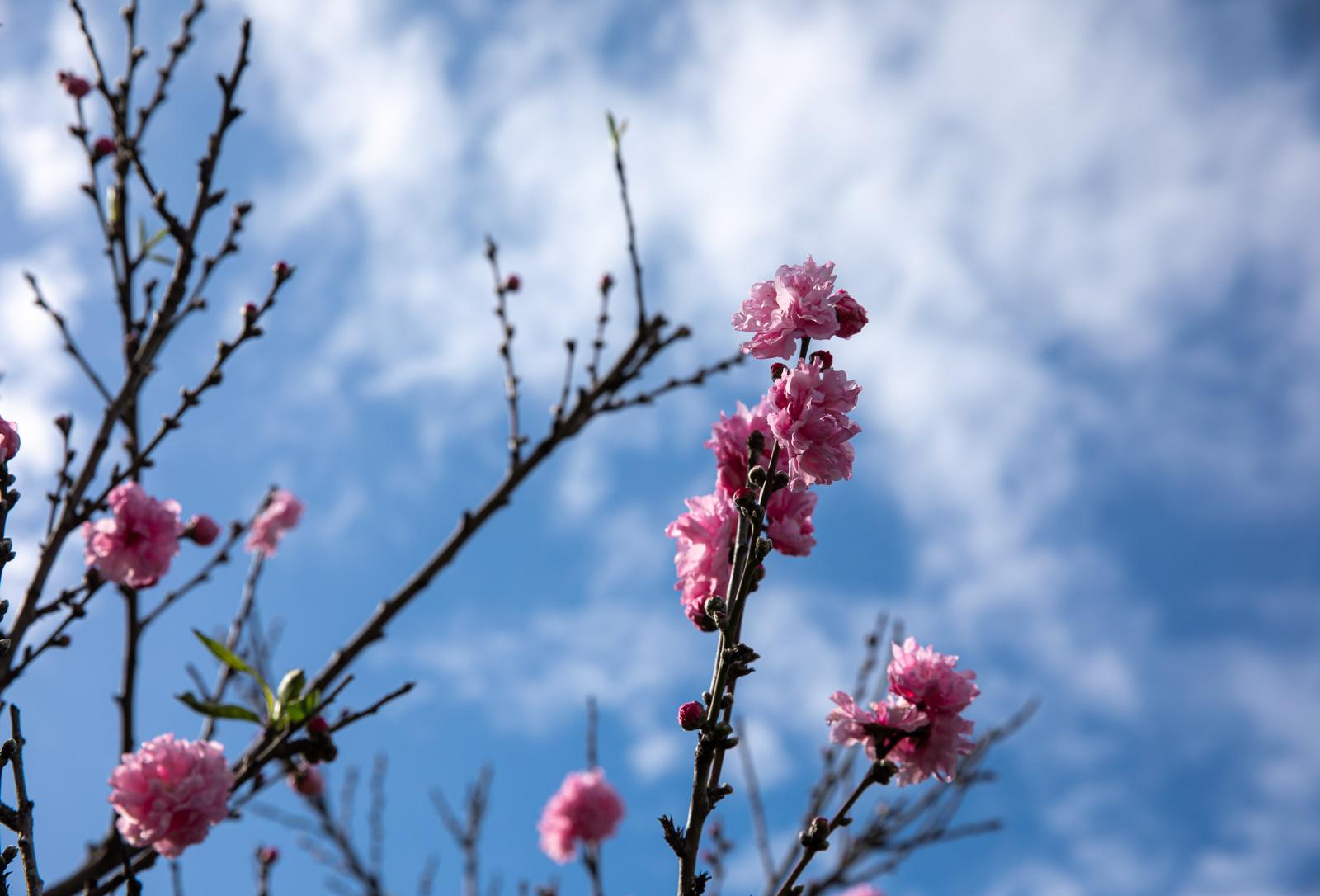 blooming flowers blooming flowers