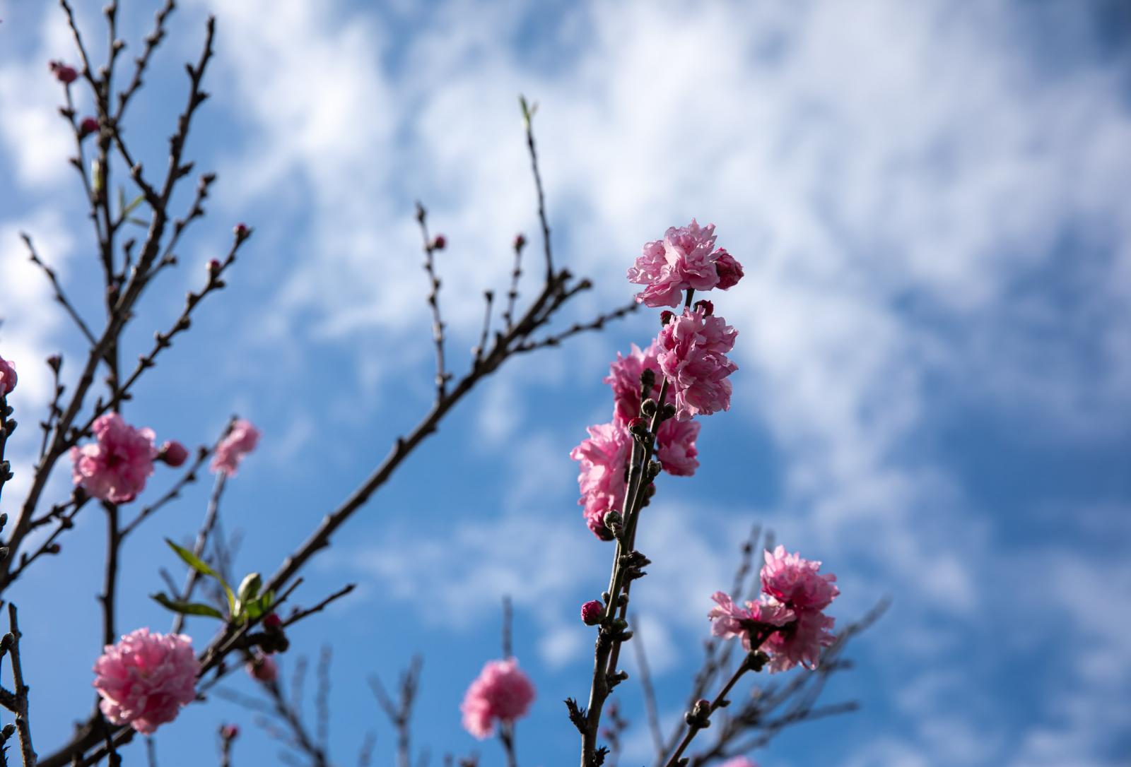 blooming flowers