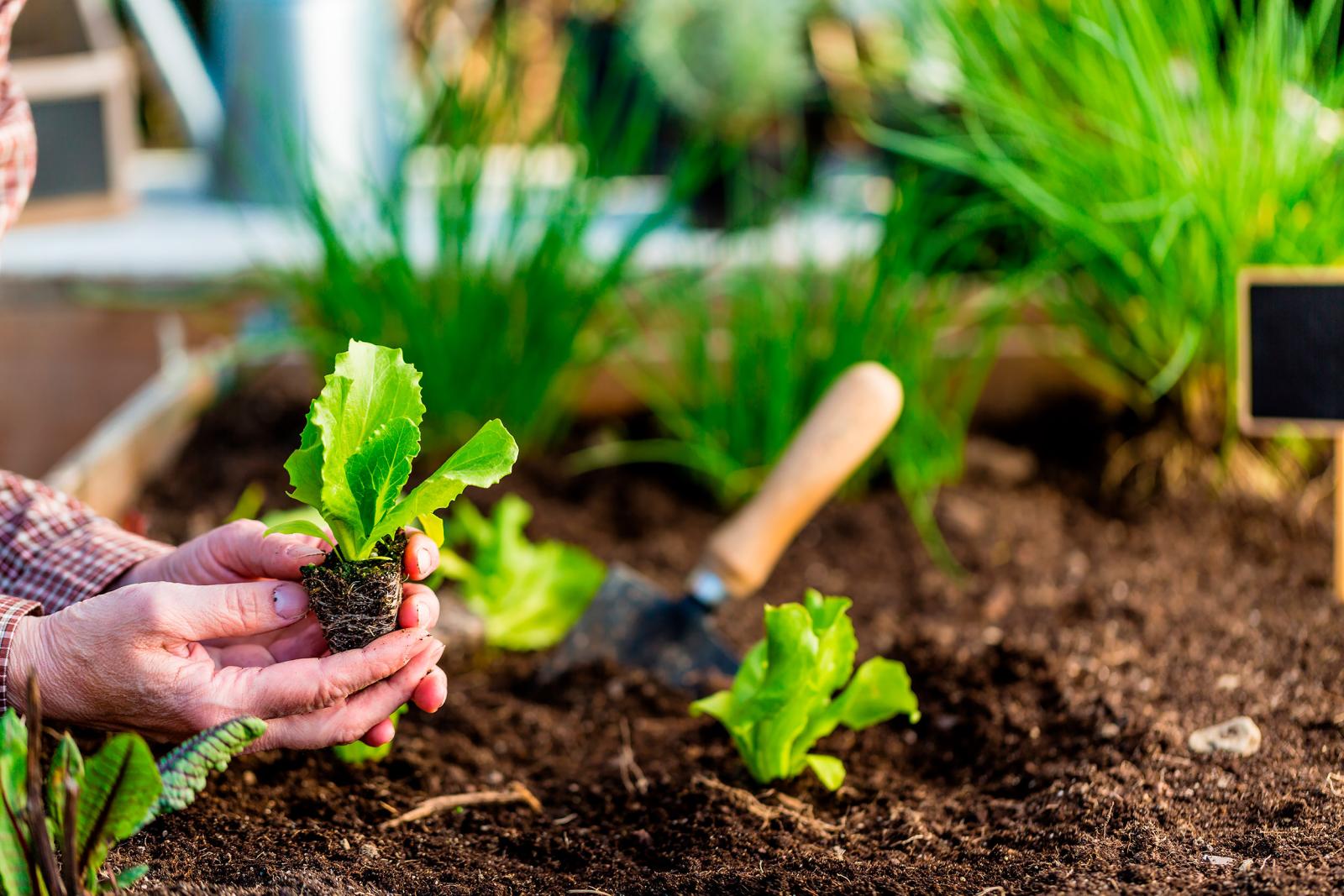 organic gardening