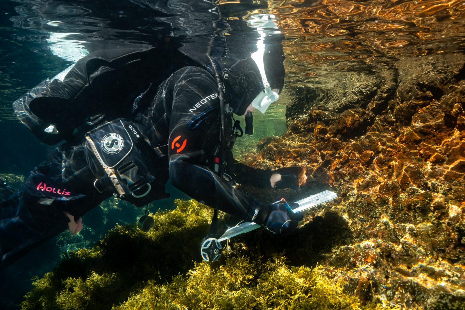 A CSULB marine biology student underwater