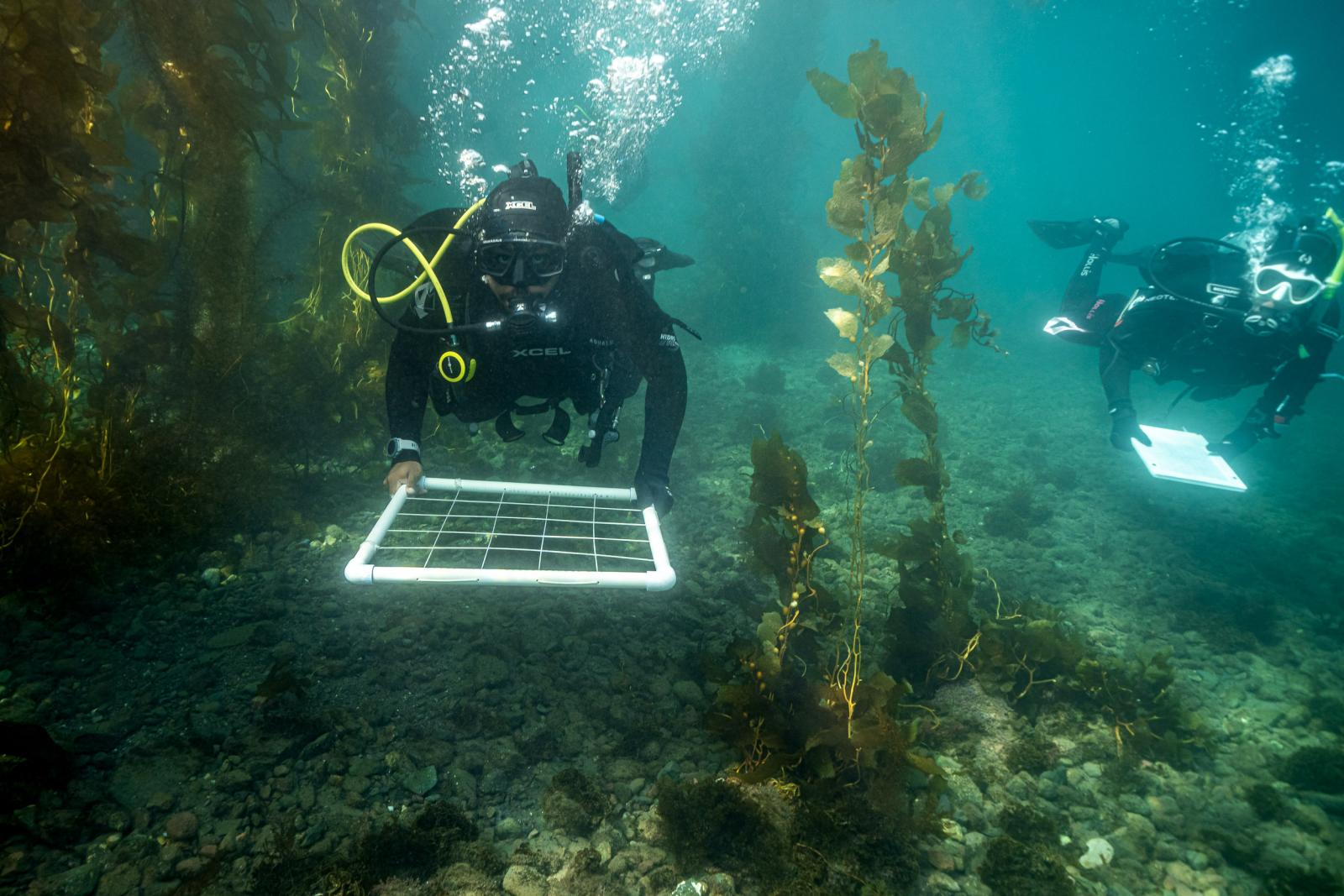 CSULB students underwater off Catalina Island