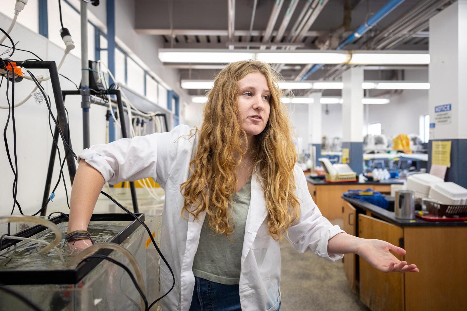 CSULB student Lexi Canfield plucks wavy turban snails from a fish tank