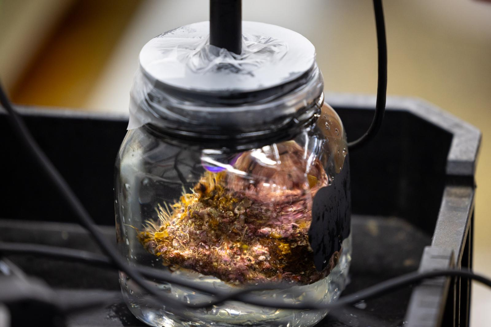 Wavy turban snails in a jar