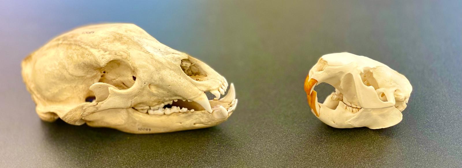Animal Skulls Two animal skulls looking at each other.