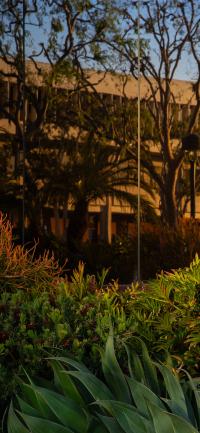 Mobile Background of CSULB foliage