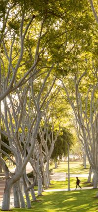 Mobile Background of Friendship Walk