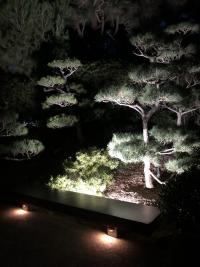 The Garden at night. Black pine trees being lit by garden lights