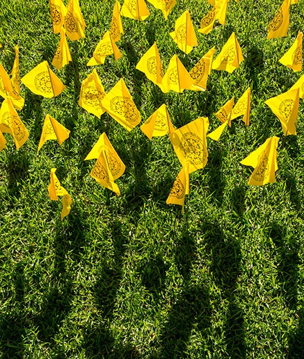 Native American yellow flags stuck in grass